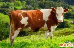 2024年生肖牛最佳玉石开光吉日一览 属牛最佳玉石开光吉日2024年