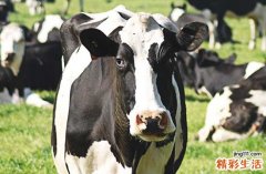 2024年属牛雕刻黄道吉日一览 2024年生肖牛最佳雕刻吉日一览