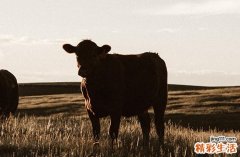 2024年属牛扫墓吉日一览表 2024年属牛扫墓黄道吉日一览