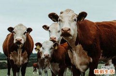 属牛最佳结婚登记吉日2024年 2024生肖牛结婚登记黄道吉日