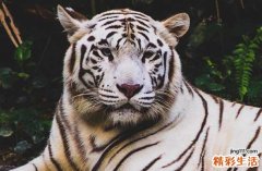 2024整年属虎畋猎最佳吉日 2024年属虎最佳的畋猎日子