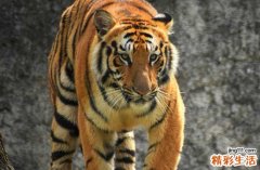 2024年属虎最佳的祭奠日子 2024年属虎祭奠黄道吉日一览