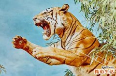 2024年生肖虎最佳纳财吉日一览 2024年属虎最佳纳财吉日一览