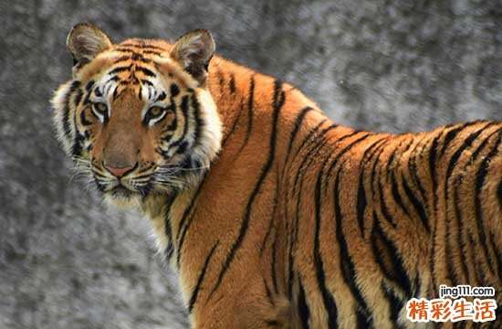 2024年属虎认干女儿黄道吉日一览 2024生肖虎认干女儿黄道吉日