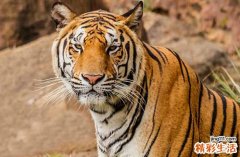 2024年生肖虎最佳还愿吉日一览 2024年属虎最佳还愿吉日一览