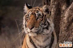 2024属虎进货吉日查询 2024整年属虎进货最佳吉日