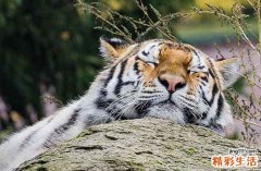 2024年属虎最佳的送聘礼日子 2024年属虎最佳送聘礼日子一览