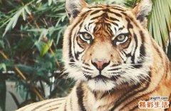 2024属虎造佛像最好吉日 2024属虎造佛像吉日查询