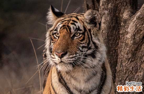 2024年属虎造船吉日一览表 2024年属虎造船黄道吉日一览