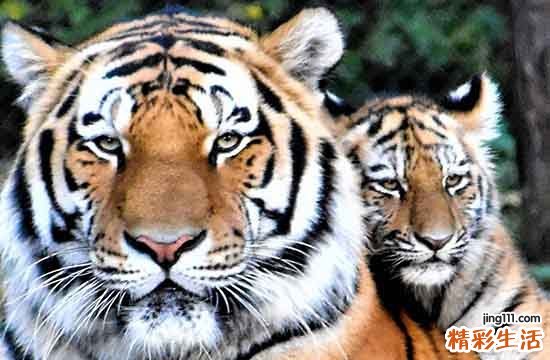 2024生肖虎钓鱼黄道吉日 2024年属虎钓鱼黄道吉日一览