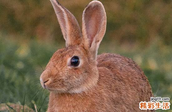 2024年属兔满月酒黄道吉日一览 2024生肖兔满月酒黄道吉日