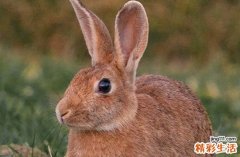 2024生肖兔相亲黄道吉日 2024年属兔相亲吉日一览表