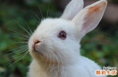 2024年属兔最佳的穿丧服日子 2024属兔穿丧服最好吉日