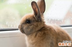 2024年属兔立牌匾最好的吉日 属兔最佳立牌匾吉日2024年