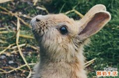 2024年属兔纳婿最好的吉日 属兔最佳纳婿吉日2024年