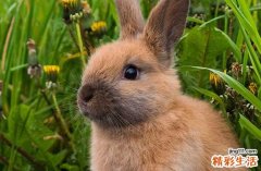 2024年属兔最佳的钓鱼日子 2024年属兔钓鱼最好的吉日