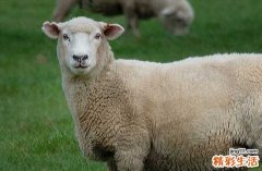 2024年属羊求神拜佛黄道吉日一览 属羊最佳求神拜佛吉日2024年