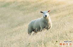 2024年属羊最佳理发吉日一览 2024生肖羊理发黄道吉日