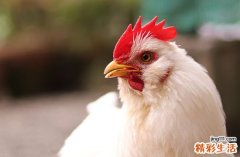 2024年属鸡最佳理头日子一览 2024属鸡理头吉日查询