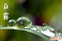 2024年白露是几月几号 白露的谚语