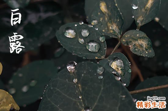 白露是几月几号 有关白露节气的古诗
