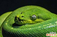 蛇年犯冲的属相有哪几个