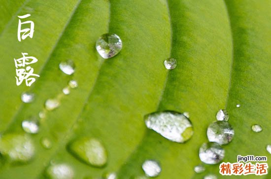 白露是几月几日2024年 白露节气的古诗