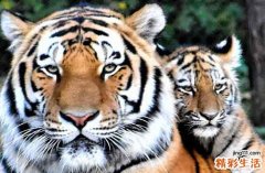 生肖虎2024年8月运势及运程详解 生肖虎2024年8月运势及运程如何