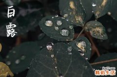 2024年白露是星期几 2024年9月7日白露这天伐木好吗