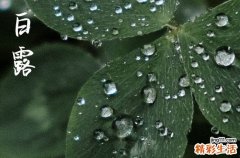 2024年白露是什么时候 2024年9月7日白露这天宜养牛吗