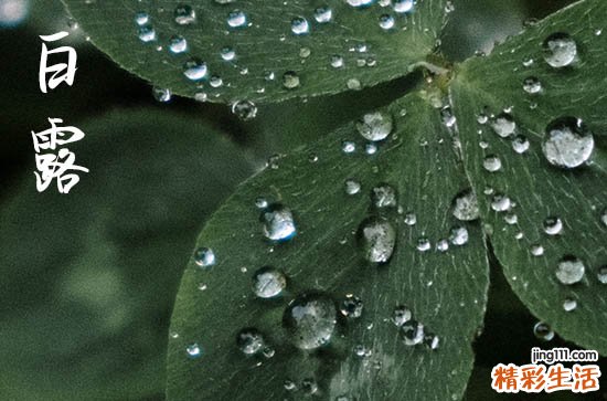 2024年白露是什么时候 2024年9月7日白露这天宜养牛吗