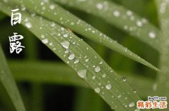 2024年白露是多少号 这天是什么星座星期几