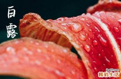 2024年白露是几月几日 2024年白露就诊吉祥吗