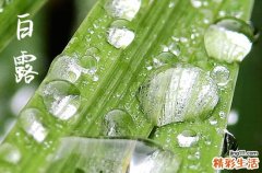 2024年白露是什么时候 2024年白露这天日子怎样