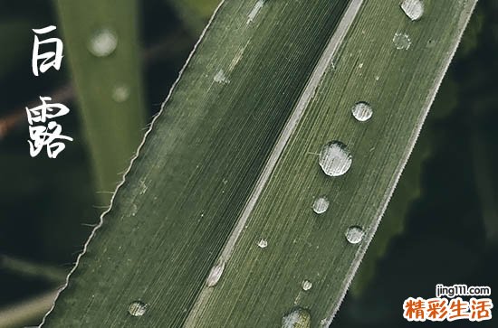 2024年白露是具体哪一天 2024年白露打农药可以吗
