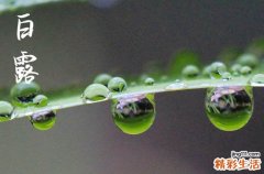 白露是几月几号2024年 2024年白露放水好不好