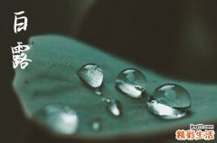 白露是几月几号2024年 2024年9月7日白露这天种盆栽好吗