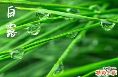 2024年白露农历时间 2024年白露种花草可以吗