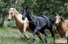 生肖羊2024年8月运势解析 生肖羊2024年8月运势及运程