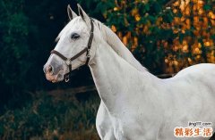 2025属马人躲不过去的大难什么