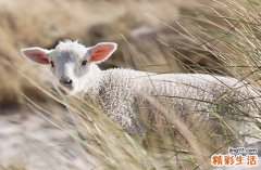 2003年属羊五行属什么