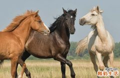 2002屬馬男最佳配偶女是誰