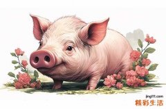 2025年是属猪人最大改变