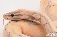 2024年9月属蛇最佳的进新房吉日 2024年9月属蛇进新房吉日一览表