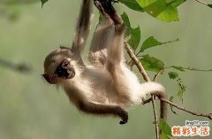 2024年属猴9月最佳的乔迁新居吉日 2024属猴乔迁新居吉日一览表