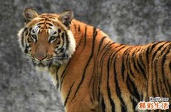 2024年9月属虎最好的搬家吉日 2024年9月属虎搬家黄道吉日