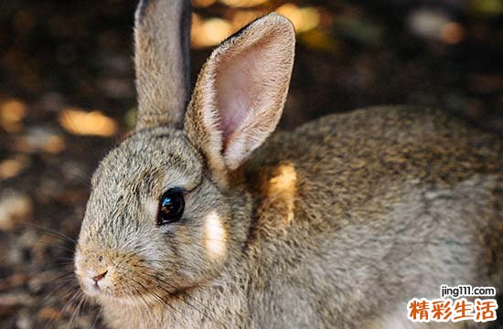 属兔最好的搬家入宅吉日2024年9月 2024年9月属兔搬家入宅最佳的吉日