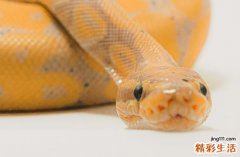 2024年9月属蛇搬家入宅最佳的吉日 2024年9月属蛇搬家入宅黄道吉日一览表