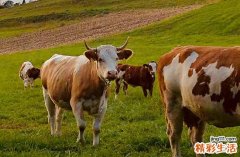 属牛人2025年有什么灾难 属牛人2025年会遇上什么喜事吗