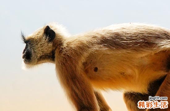 2025年猴人的贵人是谁